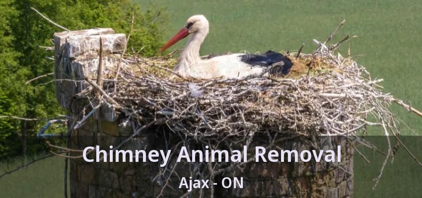 Chimney Animal Removal Ajax - ON