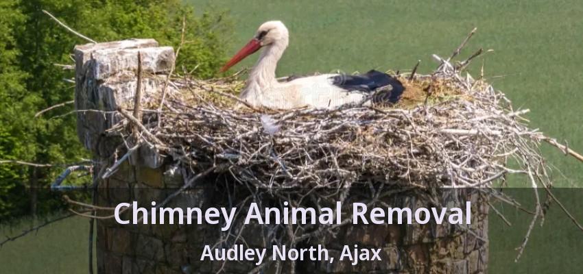 Chimney Animal Removal Audley North, Ajax - ON