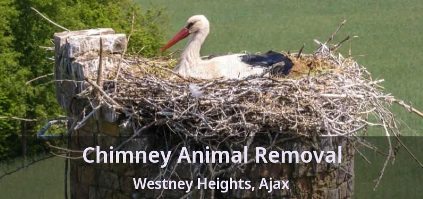 Chimney Animal Removal Westney Heights, Ajax - ON