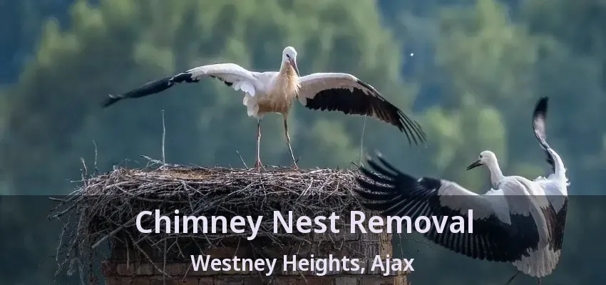 Chimney Nest Removal Westney Heights, Ajax - ON