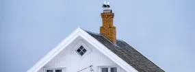 Chimney Nest Removal Audley North, Ajax
